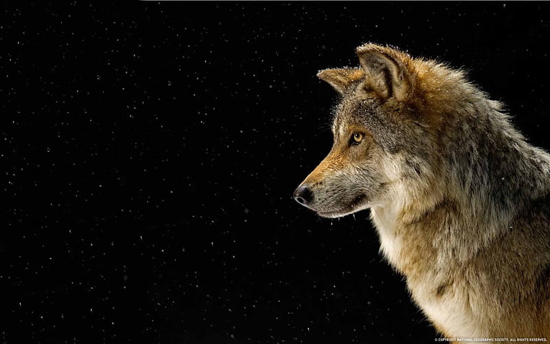 Lobo, depredador, perfil, animal, Fondo de pantalla HD | Peakpx