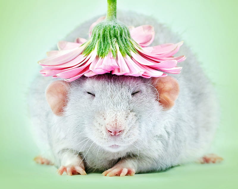 :), green, rat, flower, rodent, pink, animal, diane ozdamar, hat, cute, HD wallpaper