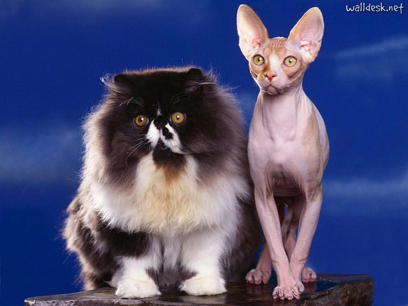 The Odd Couple, Persian and Sphynx, persian, odd, sphynx, the, couple, HD wallpaper