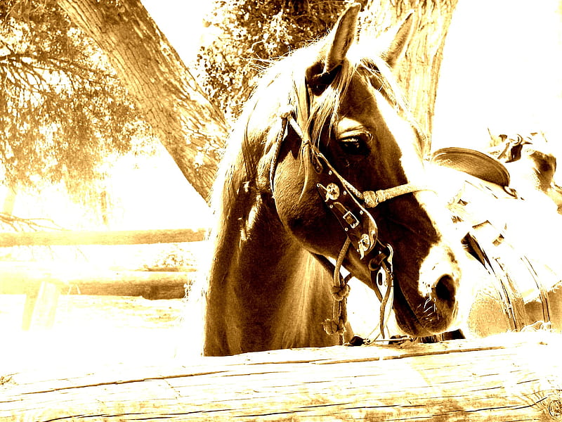 gilded horse, nice, sun, horse, bridle, HD wallpaper