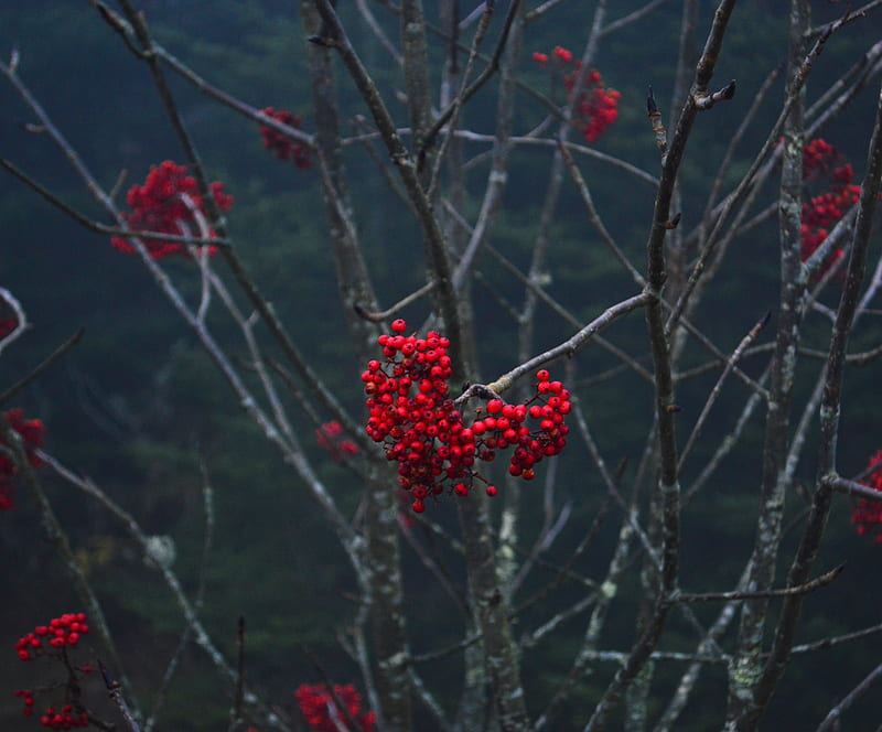 rowan, berries, branch, tree, macro, HD wallpaper