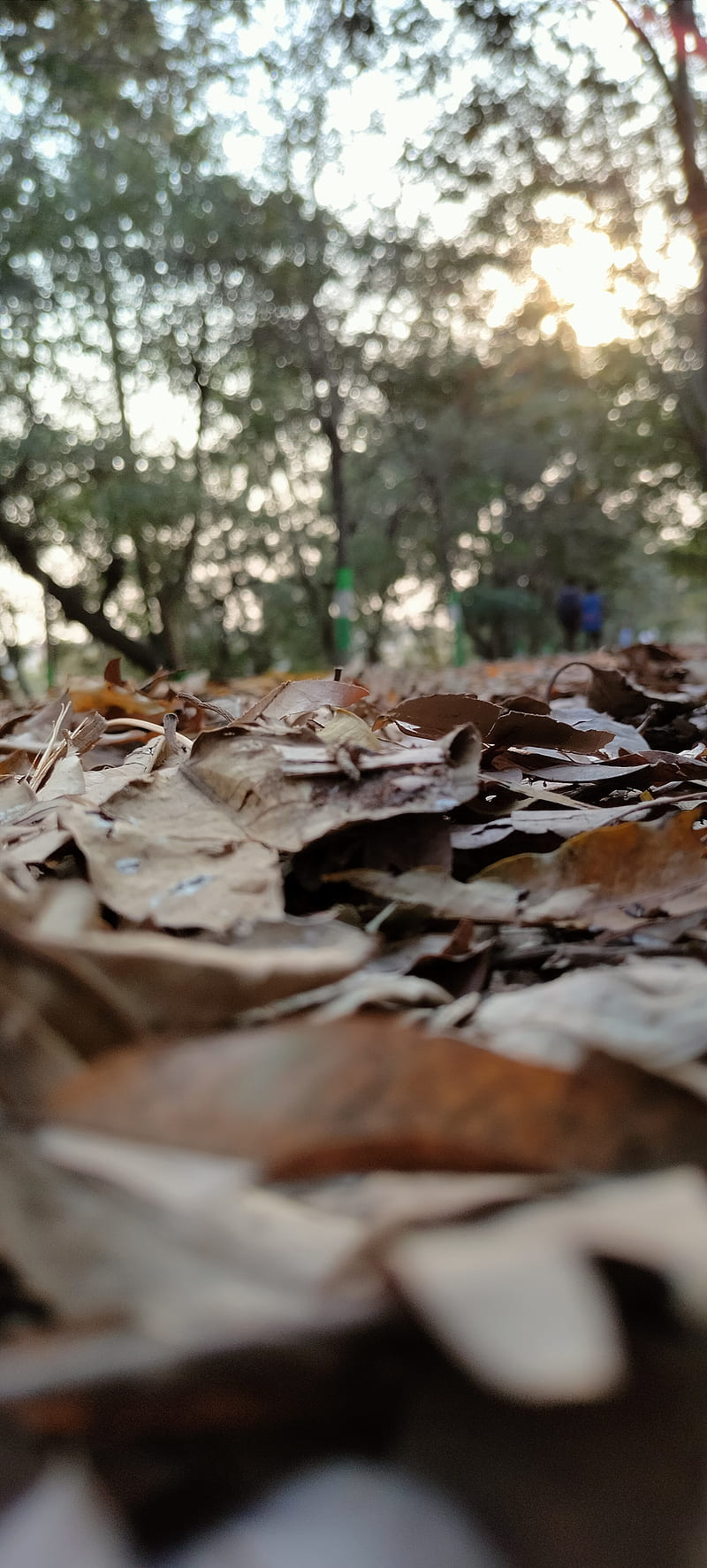 Nature, leaves, sapling, HD phone wallpaper