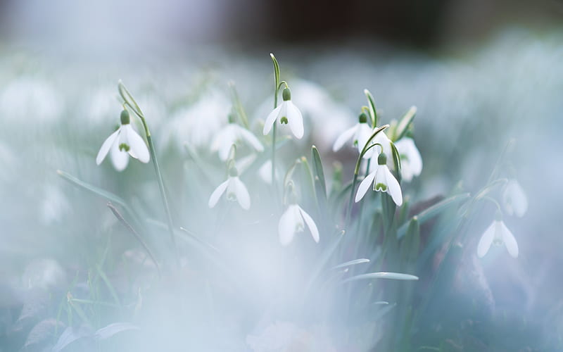 Snowdrops, spring, morning, dew, spring flowers, HD wallpaper