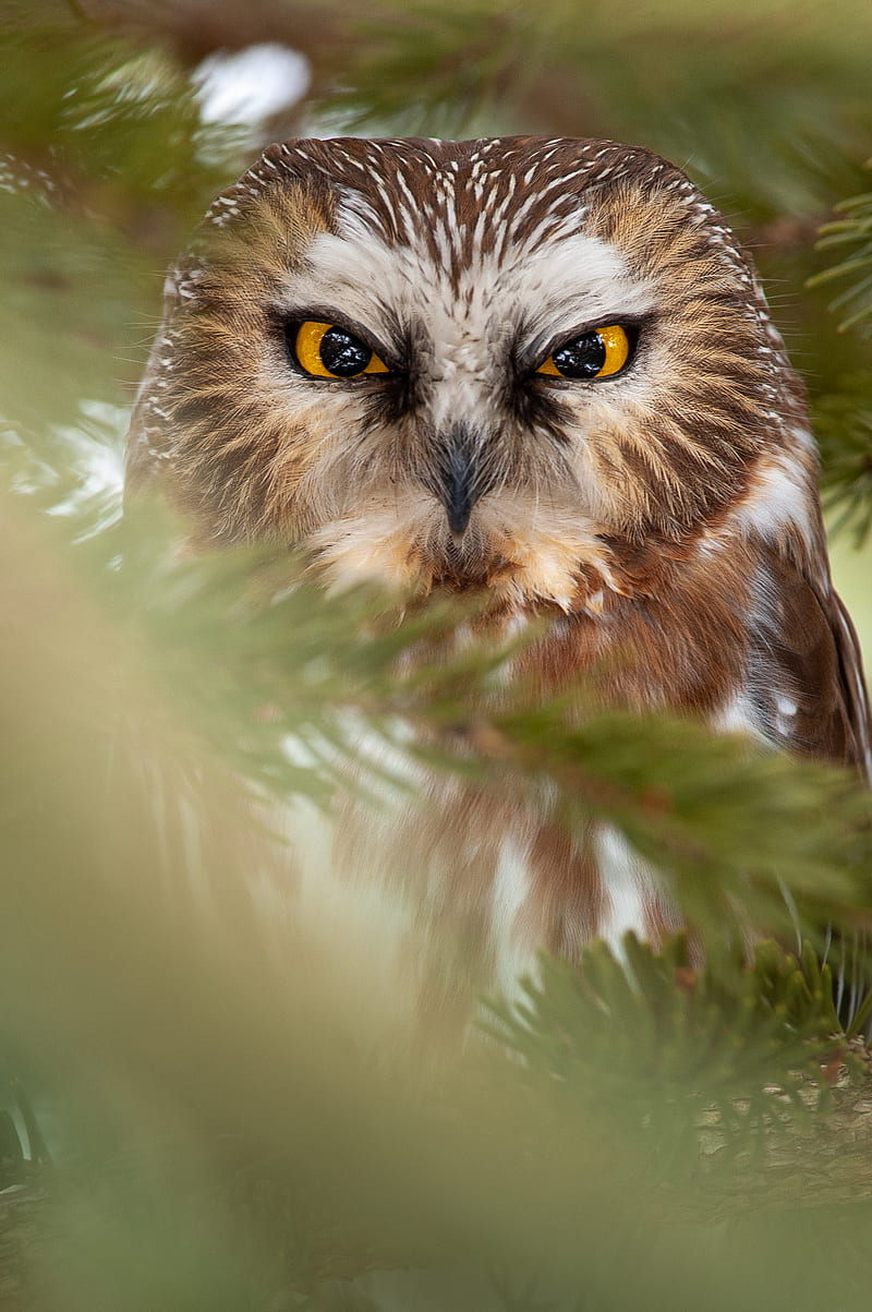 owl, bird, glance, feathers, HD phone wallpaper