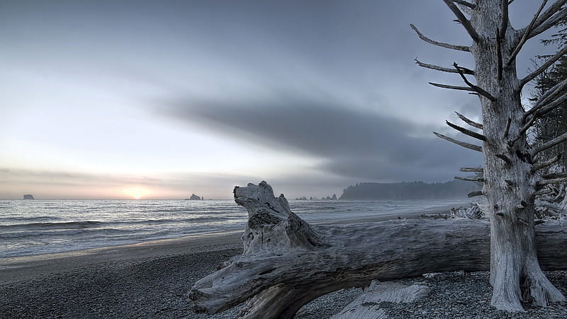 magnificent rialto beach in olympic np washington, forest, driftwood, beach, waves, sky, sea, HD wallpaper
