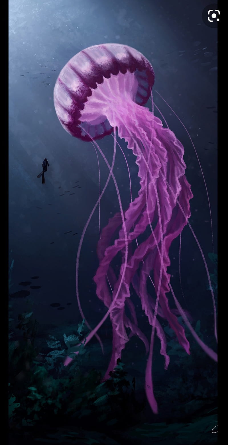 Jellyfish, marine biology, magenta, HD phone wallpaper