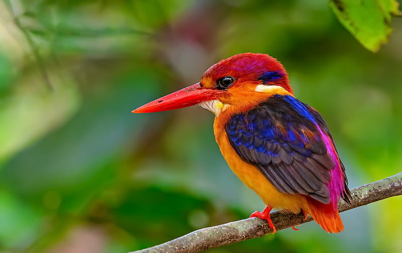 Ruby Kingfisher, hreen, red, bird, purple, orange, pasari, blue, HD wallpaper