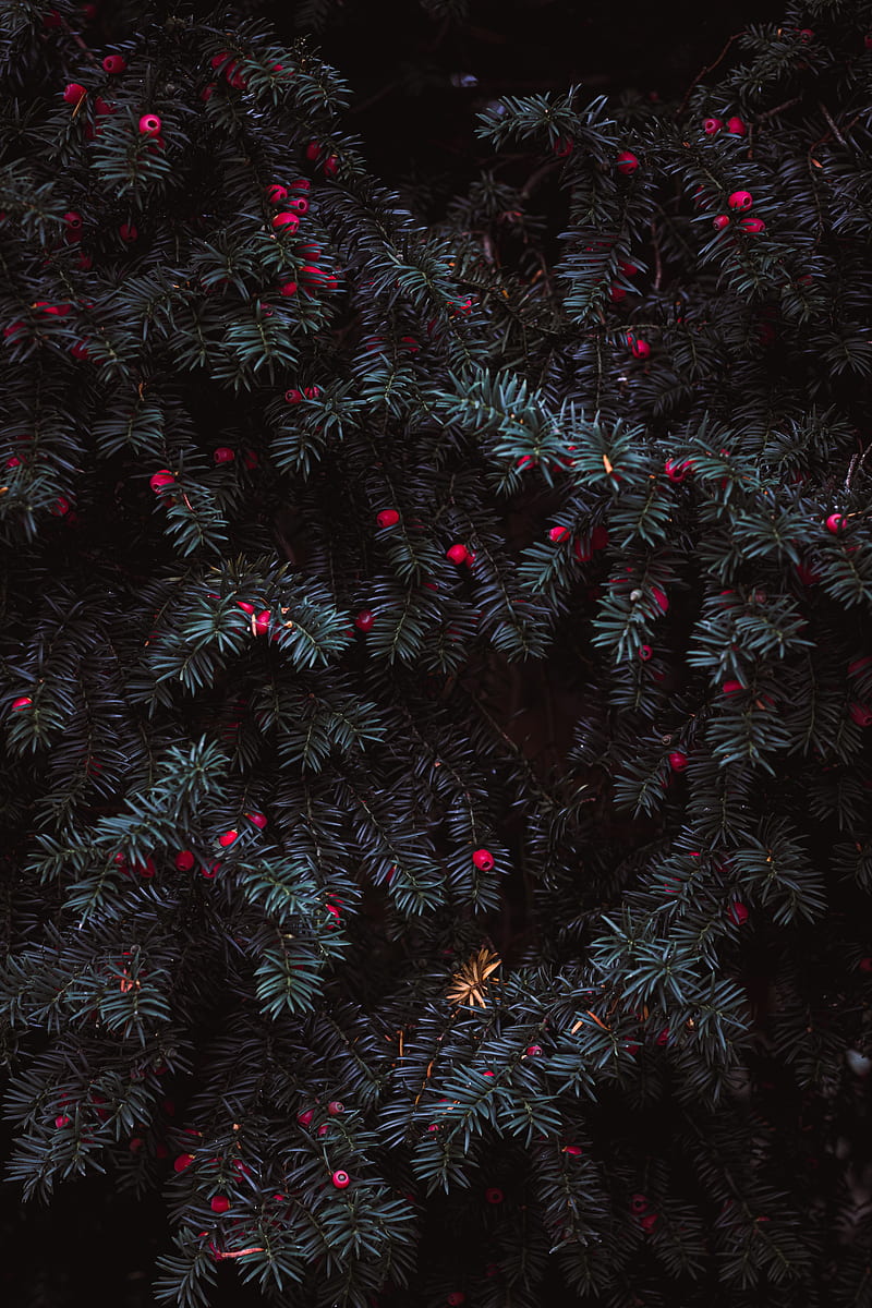 needles, berries, red, plant, HD phone wallpaper