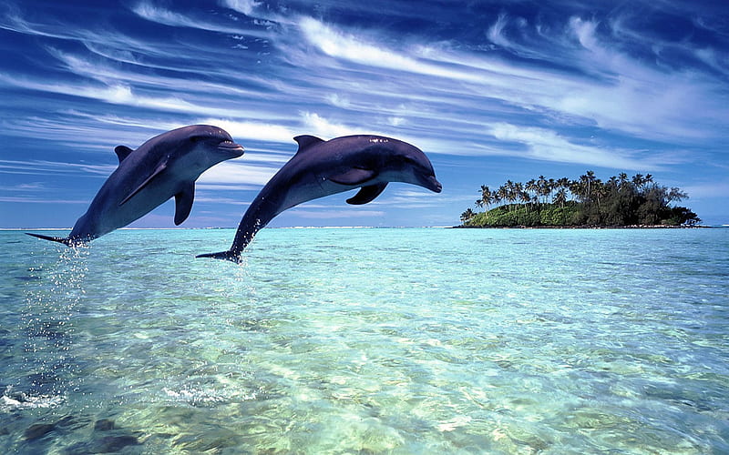 Delfin, Himmel, Wasser, Deutschland, HD wallpaper