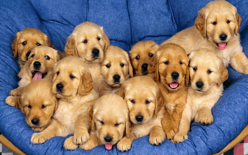 A Dozen Puppies, cute, doggies, dozen, cuddly, HD wallpaper