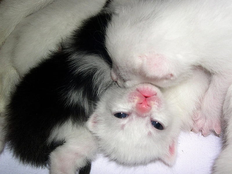 Newborn Kittens, kittens, babies, young, cuddled, HD wallpaper