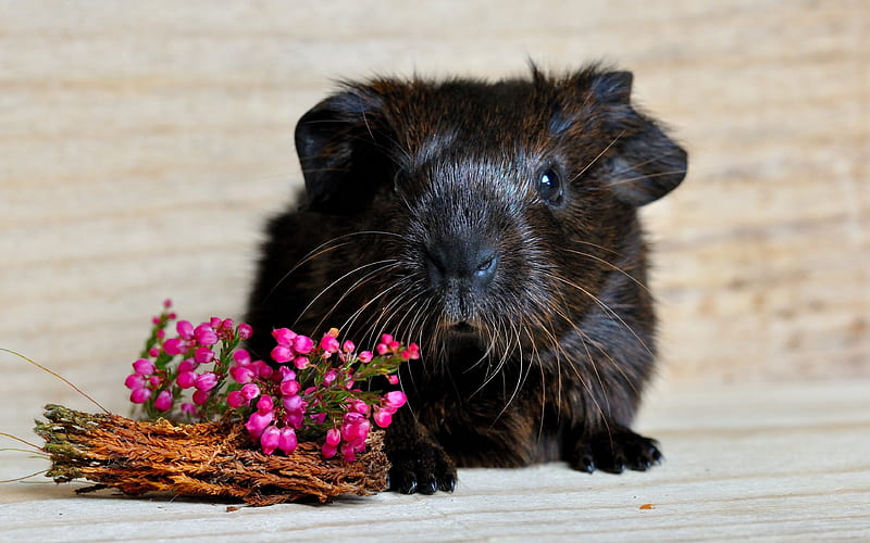 guinea pig, flowers, animal, HD wallpaper