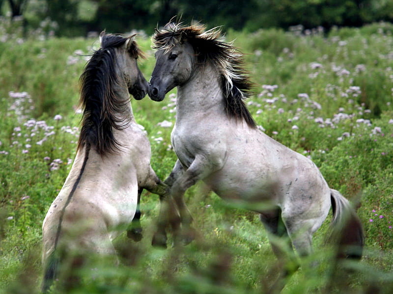 Challenge, stallions, dappled grey, fighting, horses, field, HD wallpaper
