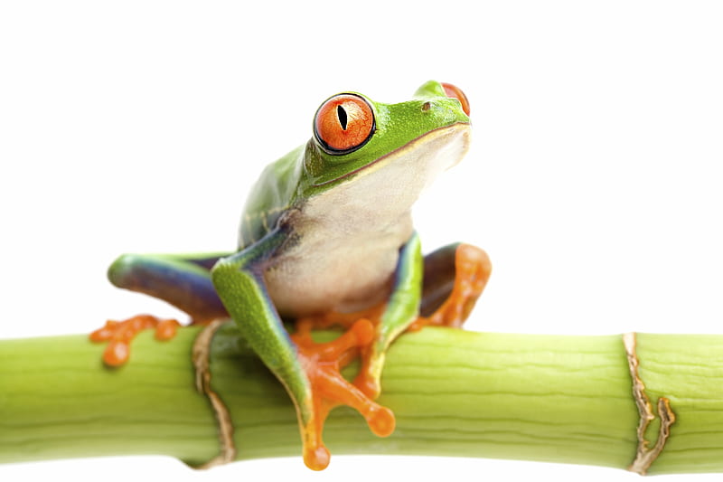 Frog, broasca, green, orange, white, bamboo, HD wallpaper