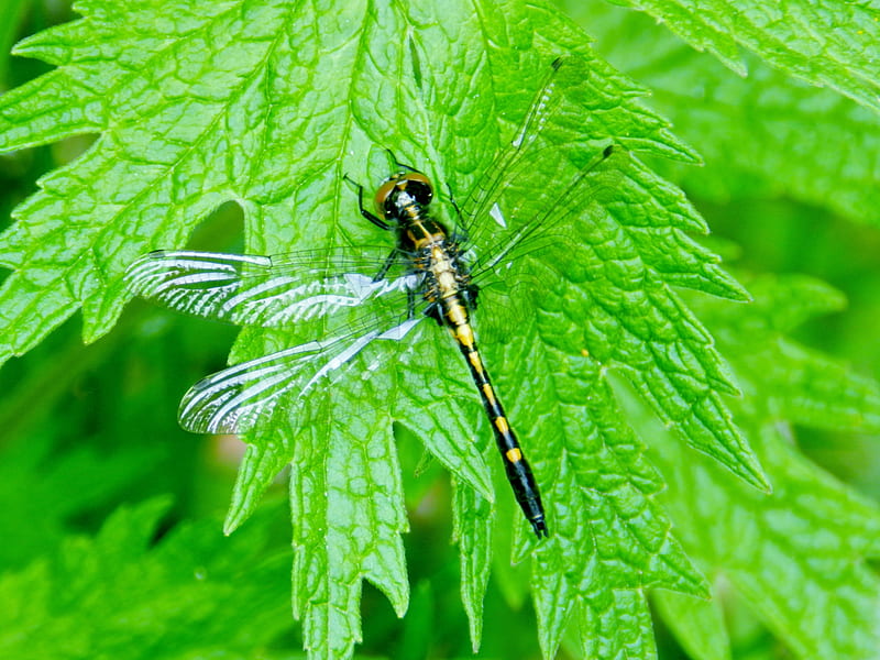 Beautiful Dragonfly, Black, Green, Summer, Dragonfly, graphy, Leaf, Gold, HD wallpaper