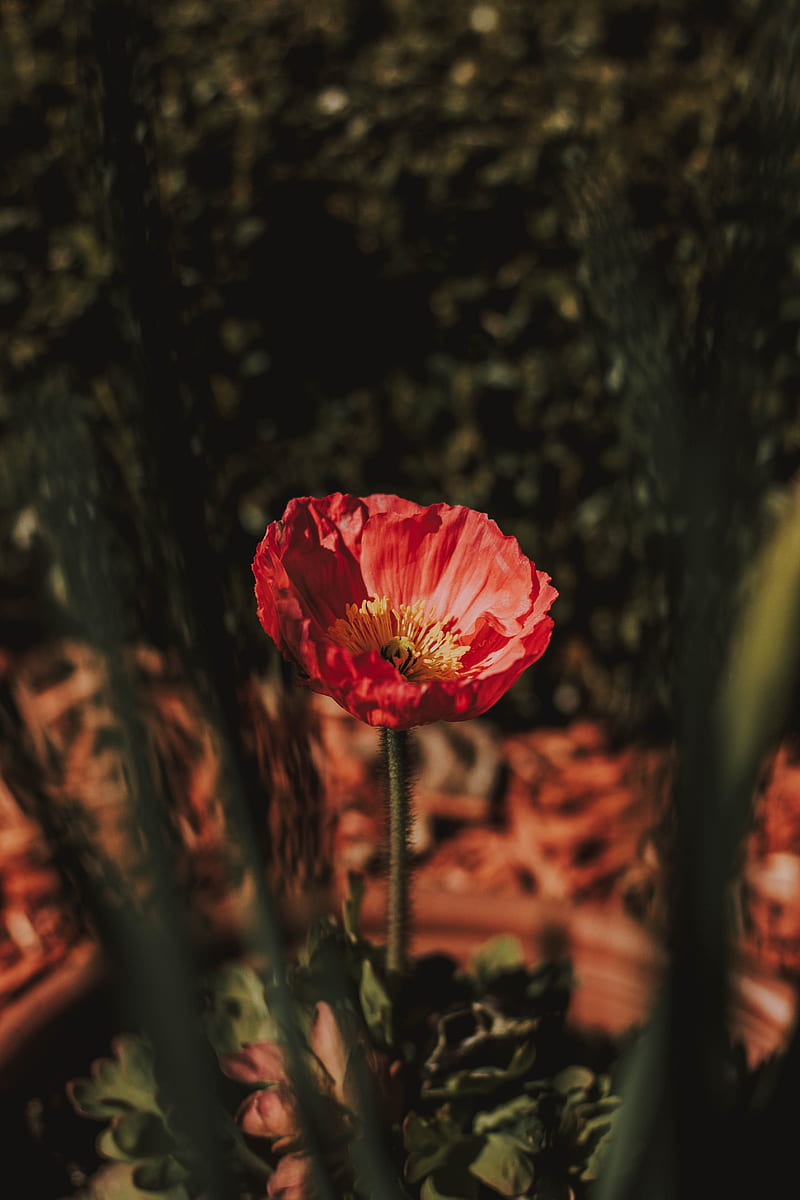 flower, red, petals, blur, macro, HD phone wallpaper