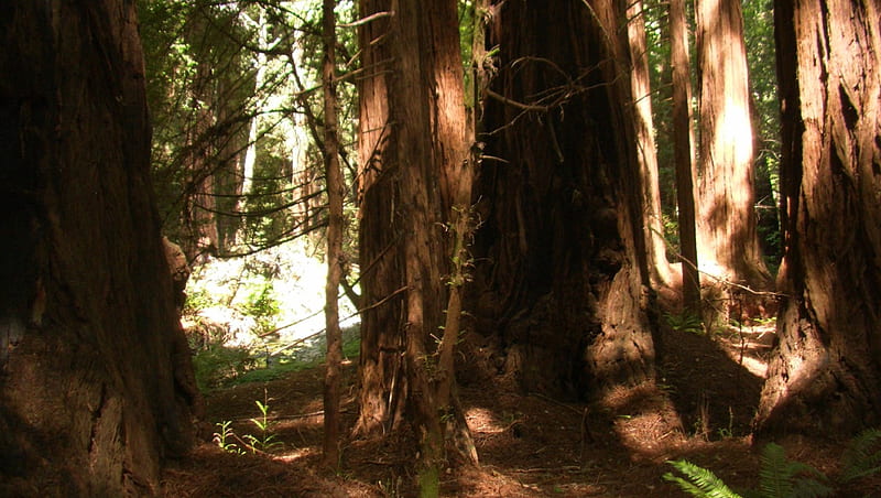 Muir Woods, forest, rise of the planet of the apes, trees, HD wallpaper