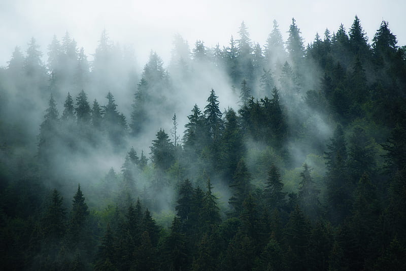 Earth, Fog, Forest, Tree, HD wallpaper