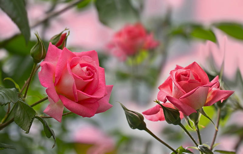 Pink Roses, flowers, roses, blooms, buds, pink, HD wallpaper