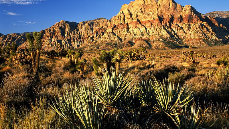 red rock canyon in nevada, desert, mountains, canyon, cactus, seart, HD wallpaper
