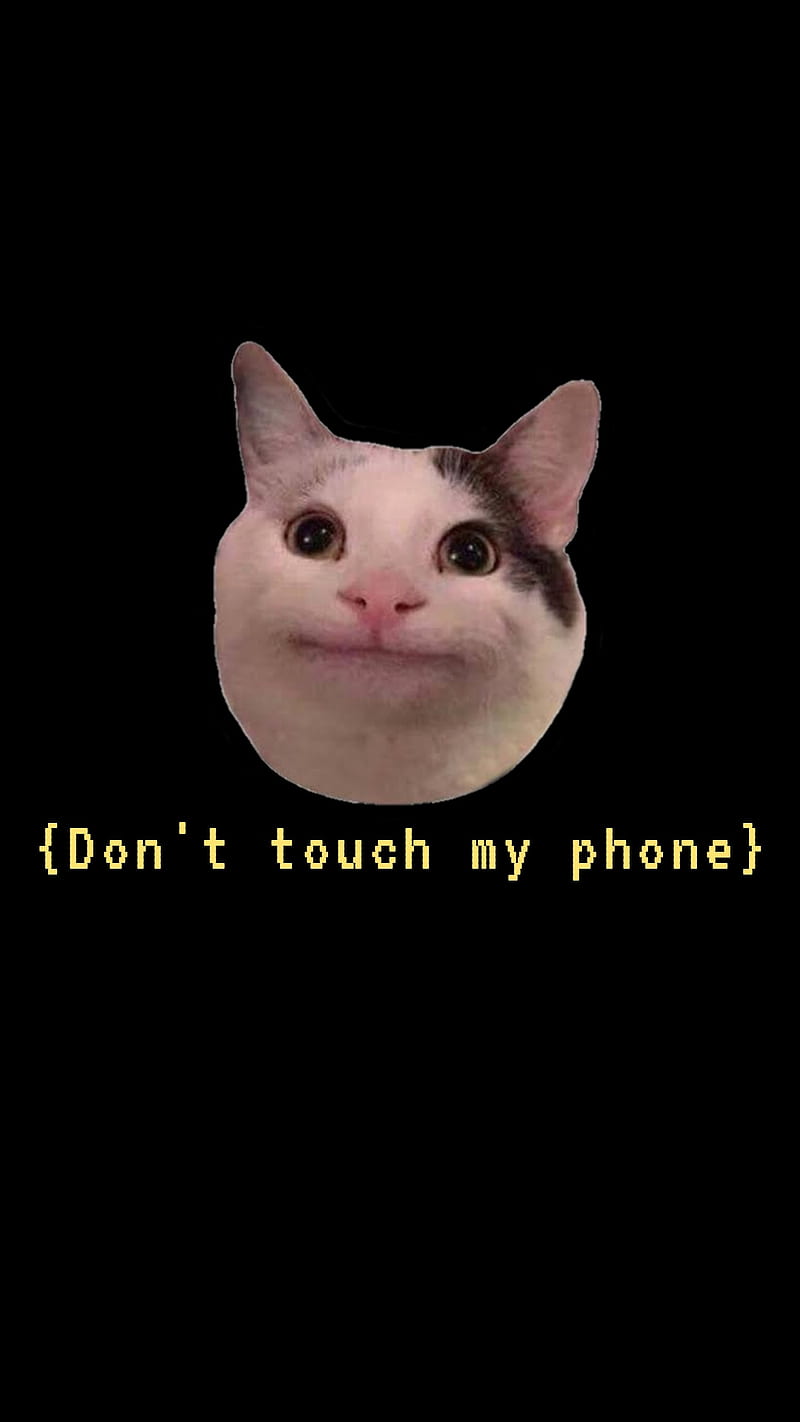 Download Meme Cat Funny Discord PFP Wallpaper