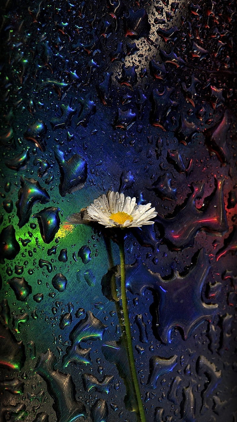 rainy flowers wallpapers
