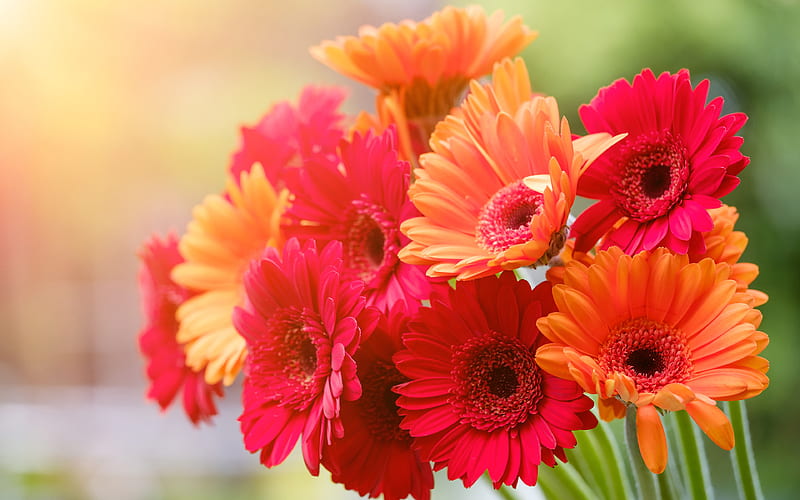 colorful gerberas bokeh, beautiful flowers, colorful bouquet, Gerbera, bouquet of colorful flowers, HD wallpaper