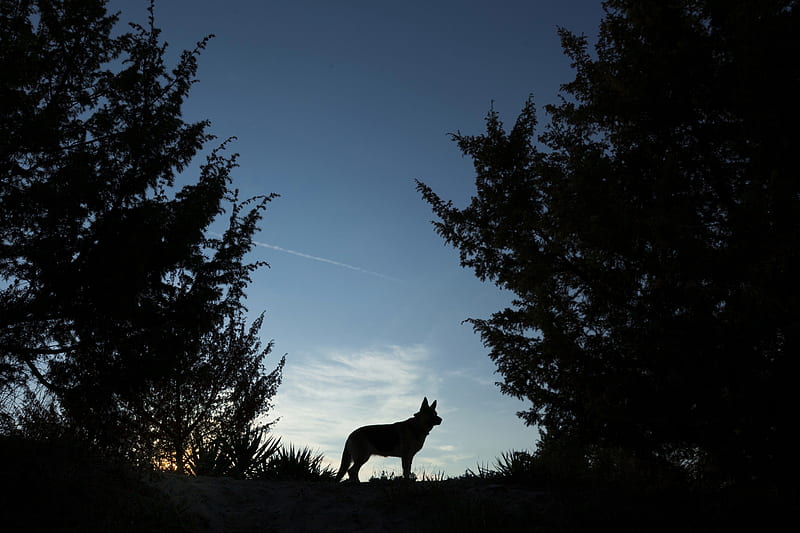 Wolves Night Forest Silhouette , wolves, animals, forest, trees, HD wallpaper