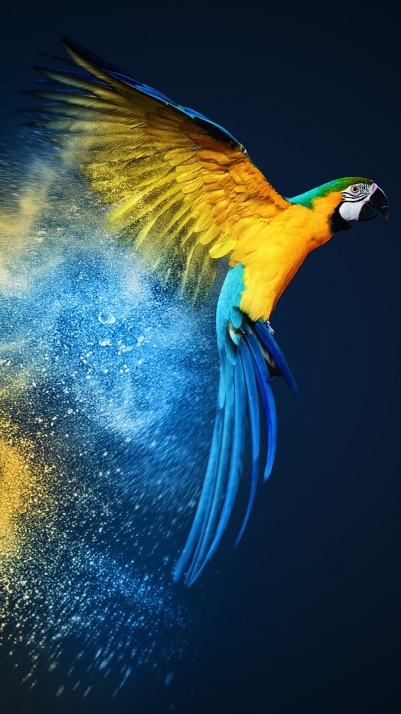 Parrot Ka, Blue Macaw Flying, bird, HD phone wallpaper