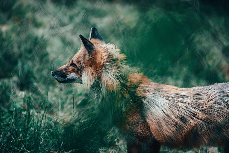 fox, glance, animal, wildlife, HD wallpaper