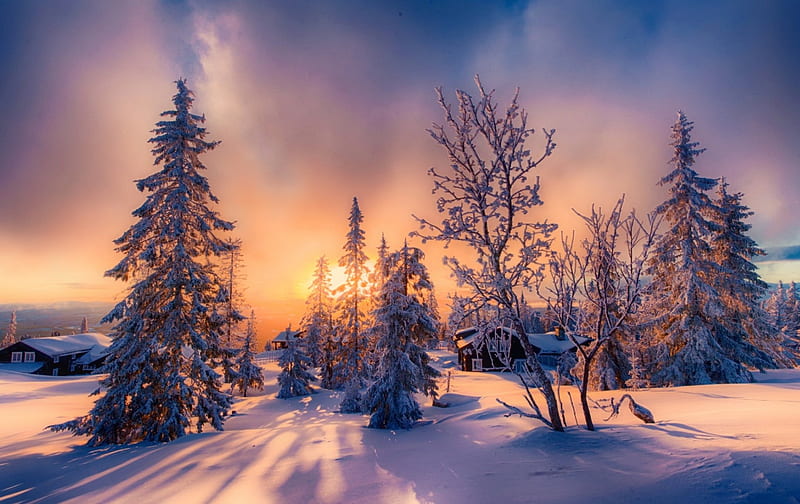 Winter sun, amazing, sun, snow, bonito, trees, sky, winter, HD wallpaper