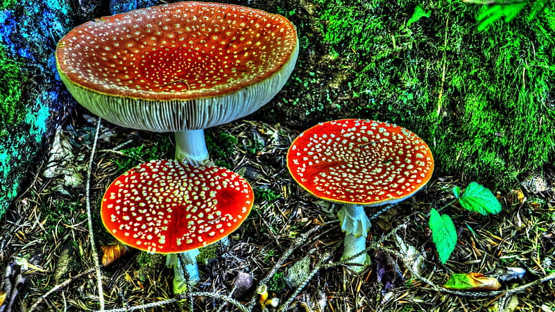 Fly Agarics, painting, forest, mushrooms, nature, HD wallpaper