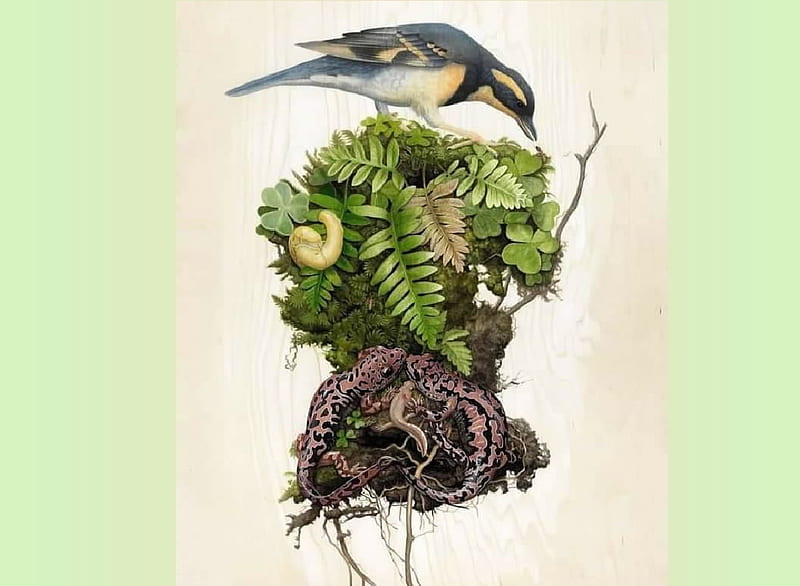 Kingfisher, zoology, animasl, birds, ornithology, HD wallpaper | Peakpx