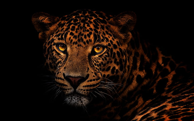leopard, wild cat, dangerous animals, leopard on a black background, HD wallpaper