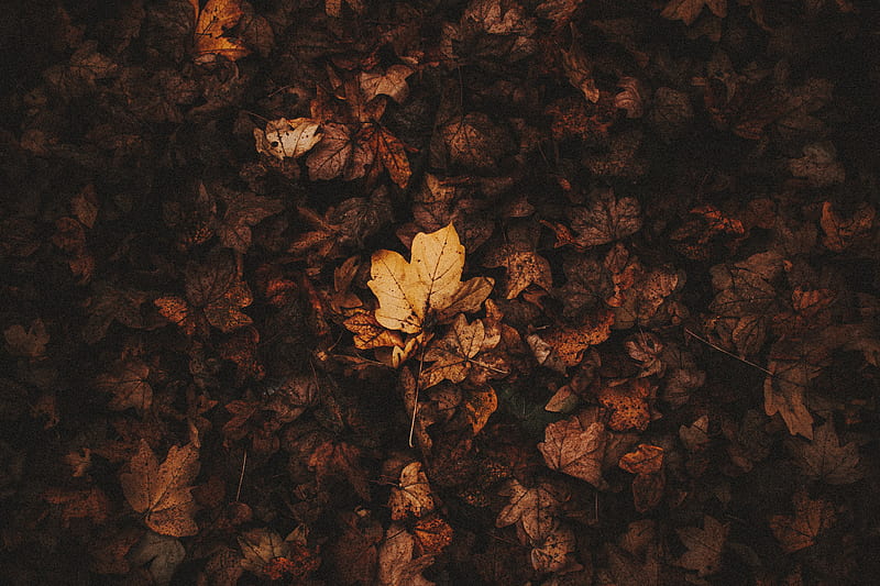 fallen leaves, leaves, autumn, brown, dry, HD wallpaper