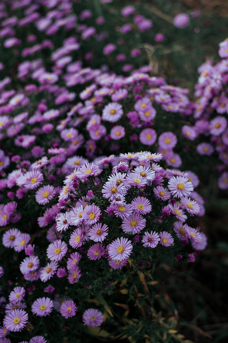 Tilt Shift of Purple Petaled Flowers, HD phone wallpaper