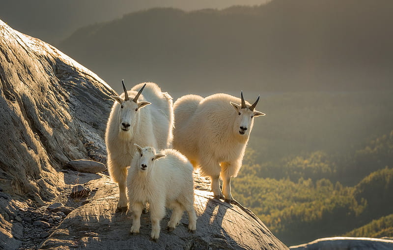 Animal, Mountain Goat, Baby Animal, Goat, Wildlife, HD wallpaper
