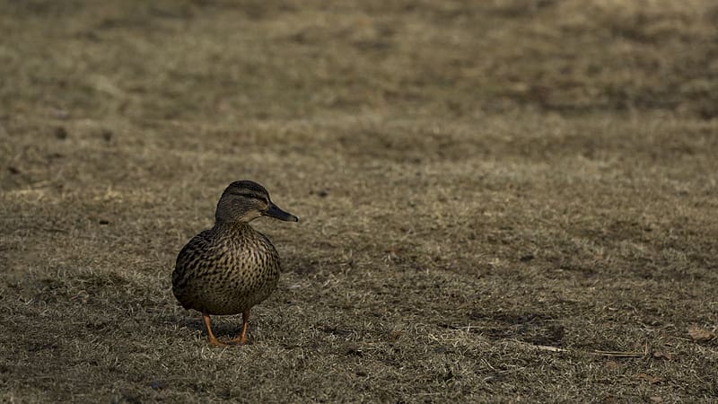 mallard, wild duck, duck, grass, bird, HD wallpaper