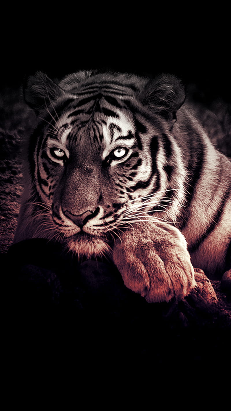 Wild Tiger, tiger, wild, HD phone wallpaper | Peakpx