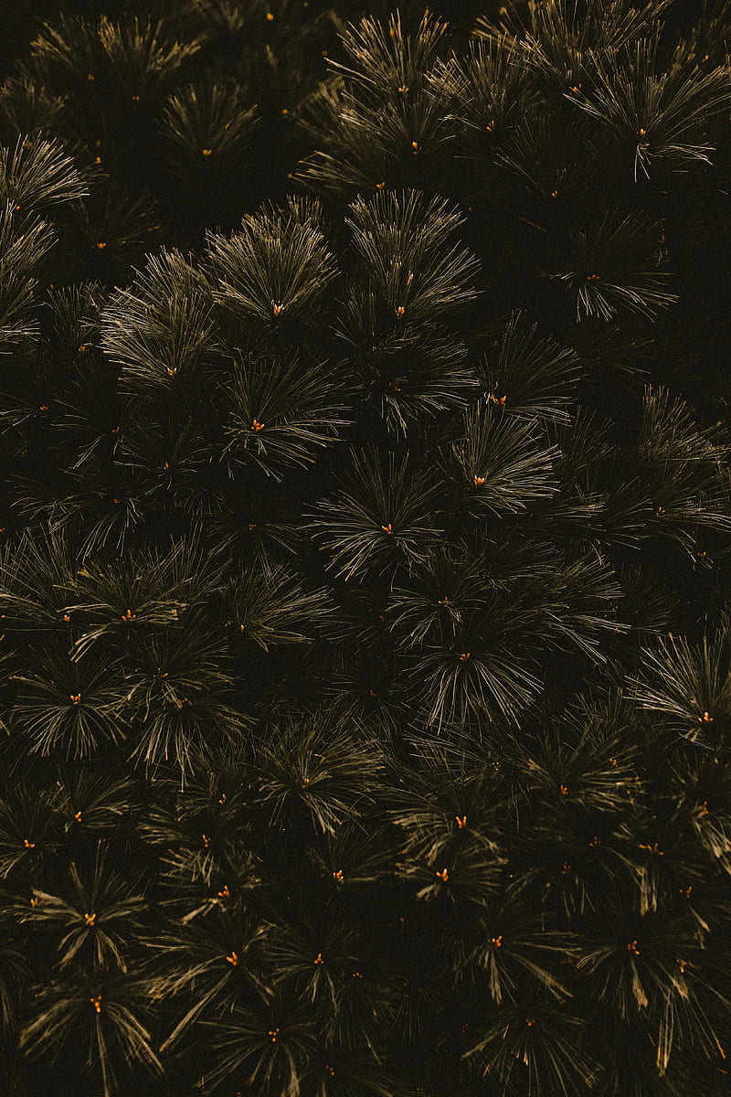 branches, dark, needles, tree, HD phone wallpaper