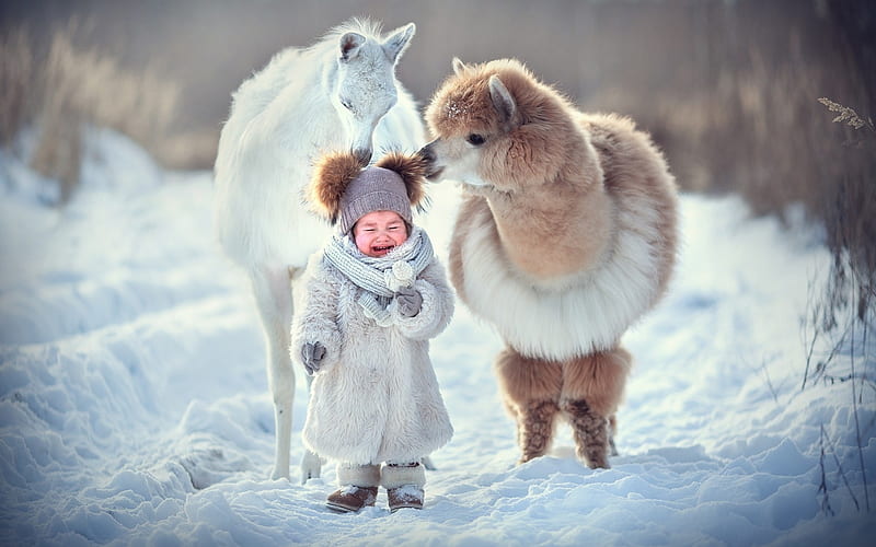:), little, animal, winter, hat, iarna, cute, girl, snow, crying, lama, child, white, HD wallpaper