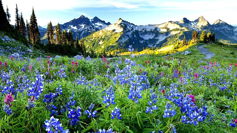 Texas Bluebonnets in Spring, blossoms, blue, trees, landscape, rocks, mountains, usa, HD wallpaper