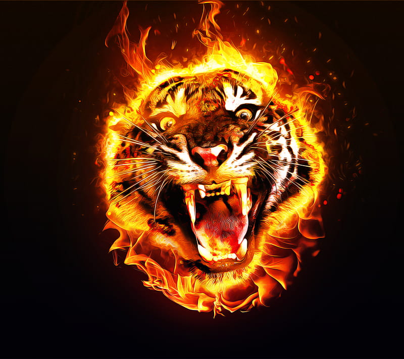 fire tiger, animal, flames, saguaro, HD wallpaper