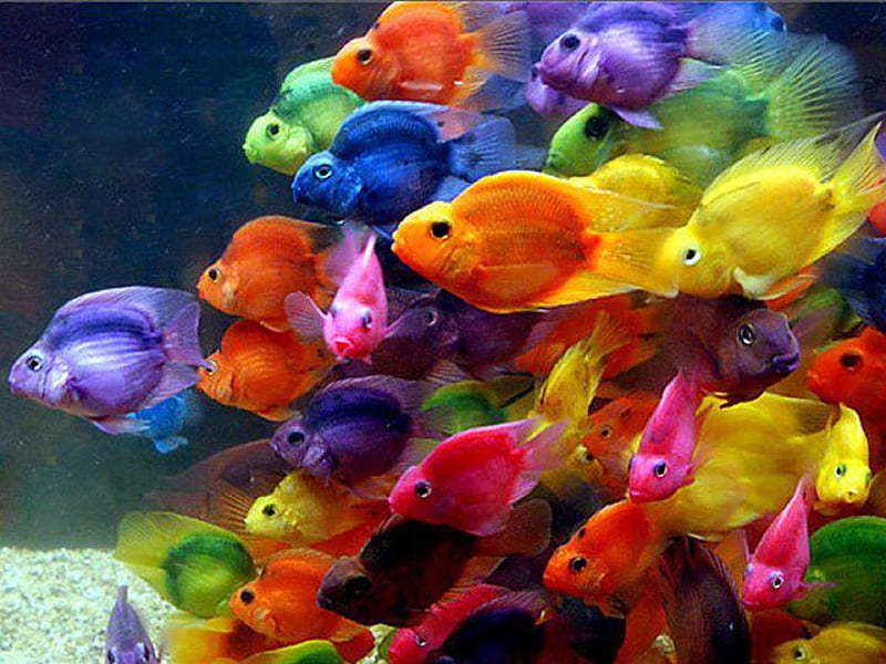 Colorful Fishes, colors, water, fins, fish, HD wallpaper
