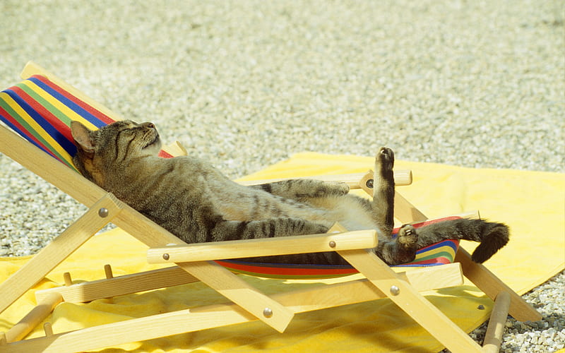 Cats enjoy the sunbathing-Animal World Series, HD wallpaper