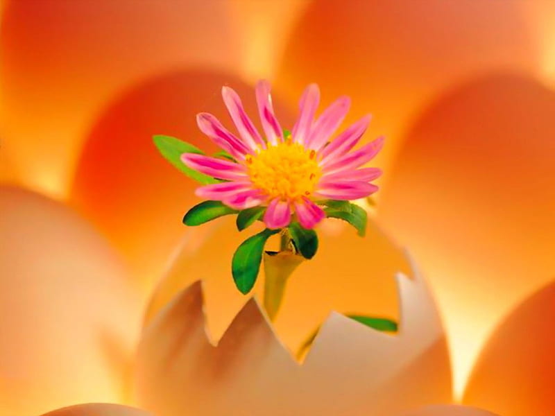 One single beauty, flower, artistic, egg shell, bright colors, HD wallpaper