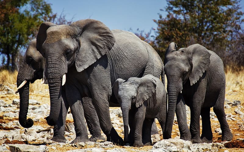 African Bush Elephant, Elephants, Animal, HD wallpaper