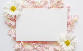 White Blank Red Background, White, Background, Wallpaper Background Image  And Wallpaper for Free Download