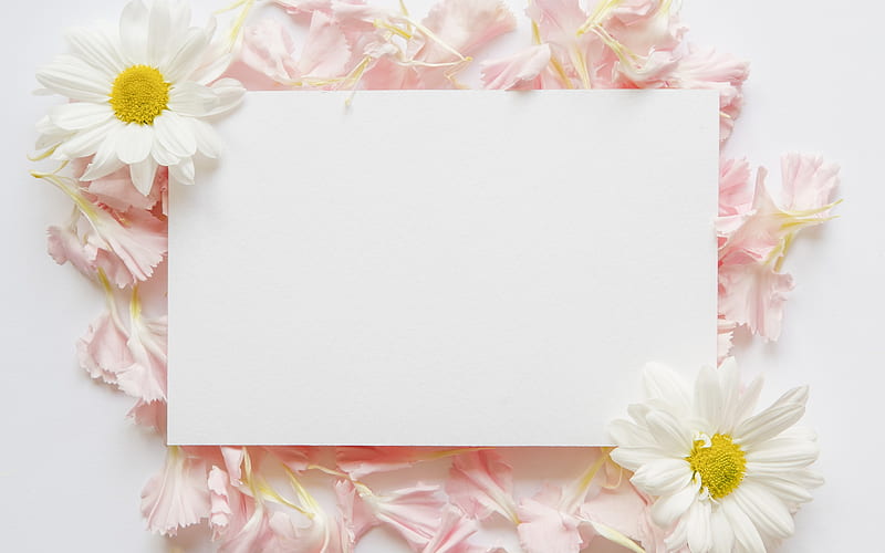 spring flowers, pink petals, greeting cards template, white blank paper leaf, pink flowers, Chamomile, HD wallpaper