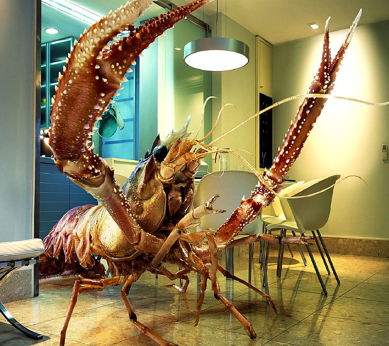 lobster, lobster, HD wallpaper